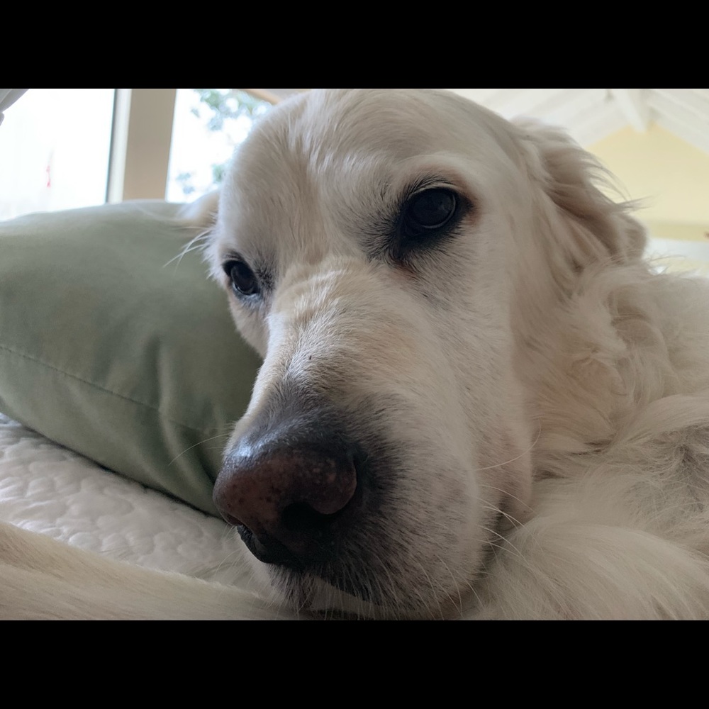 Meet your Posher, Jerrjerri